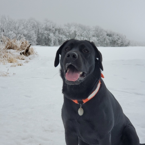 Meet your Posher, Michelle - Picture 1 of 1